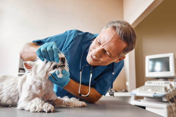 Best Emergency Care for Gum Disease in Soulsbyville, CA